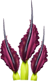 Brisket Equinox 5786